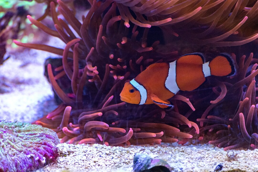 Colorful Clownfish in coral reef