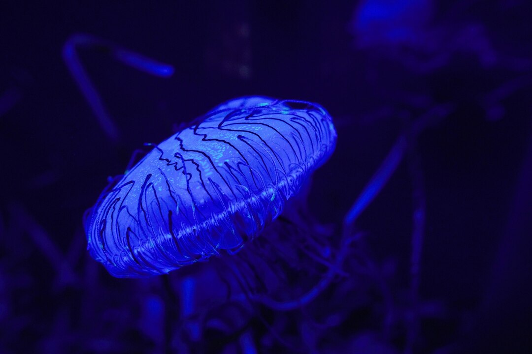 Night visit showing bioluminescent marine creatures
