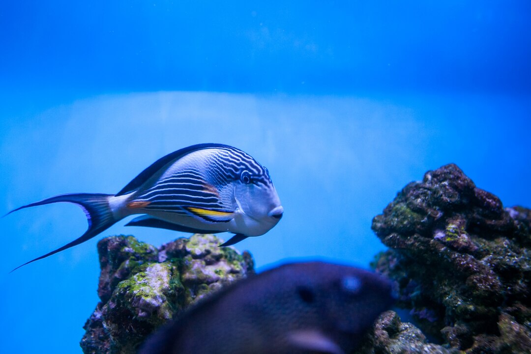Blue Tang swimming in aquarium