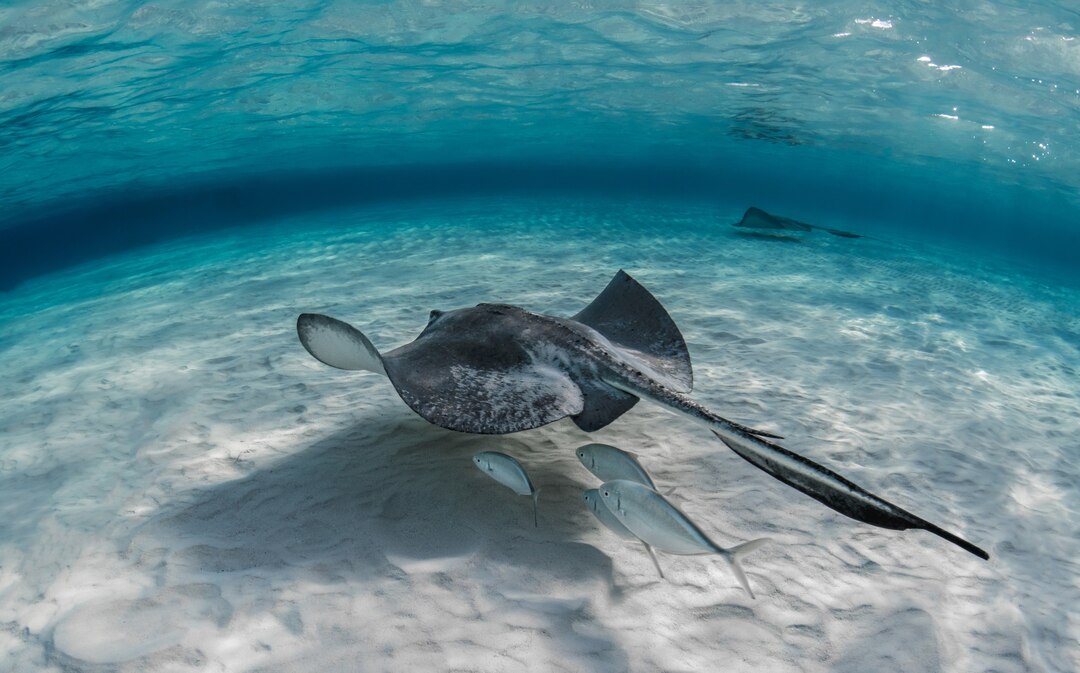 Southern Stingray gliding over sand