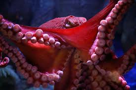 Pacific Giant Octopus with extended tentacles