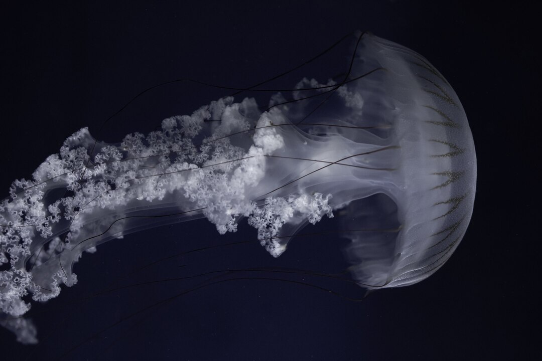 Moon Jellyfish floating gracefully