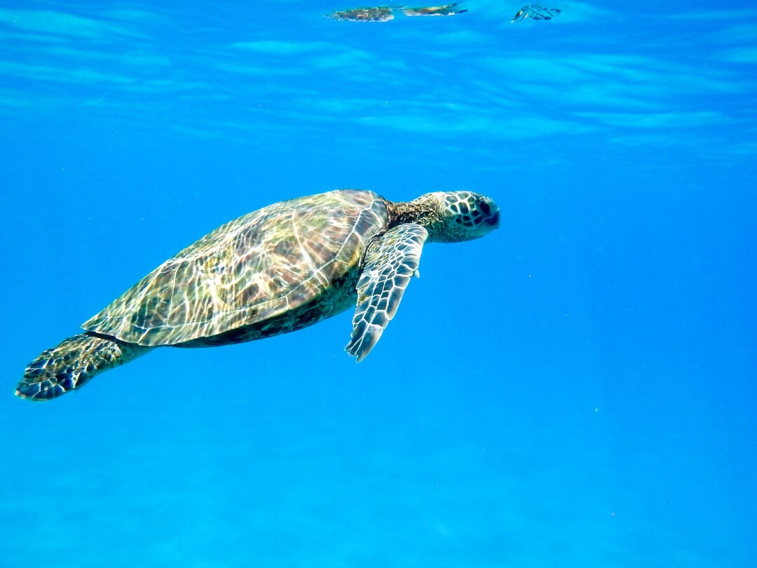 Sea Turtle swimming peacefully