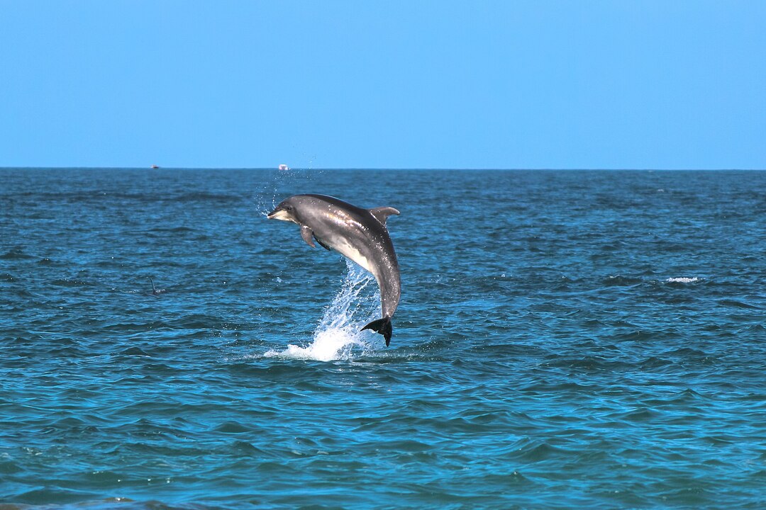Bottlenose Dolphin jumping playfully